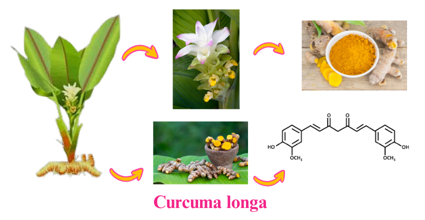 Curcuma longa