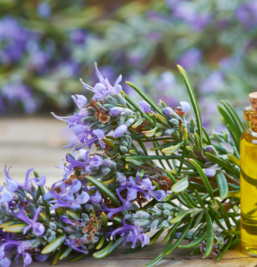 Is Rosemary Water Good for Skin